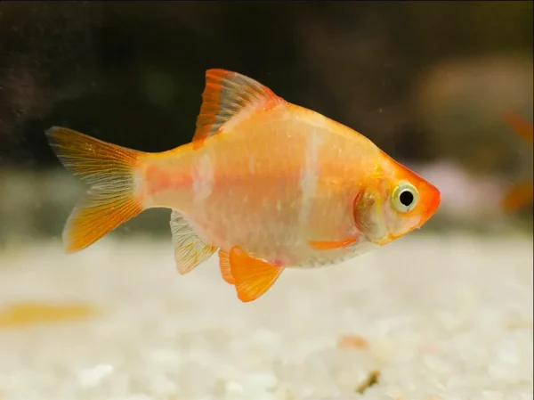 Gold Tiger Barb 3Cm