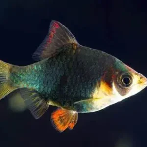 Moss Green Tiger Barb – 4 cm