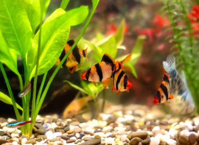 Tiger barbs or sumatra barbs (Puntius tetrazona) in a home decorative aquarium - bright tropical fish with four dark stripes