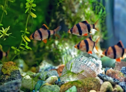 Tank Mates That Keep the Peace with Golden Tiger Barbs
